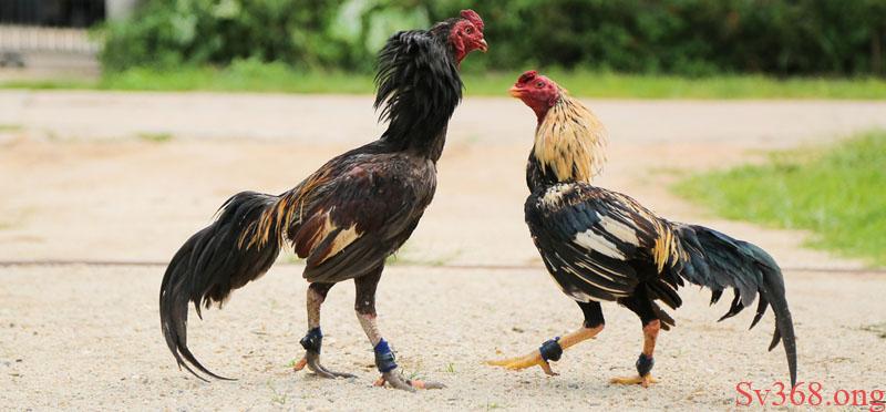 Đặc điểm nổi bật của gà đá bo lớn là gì?