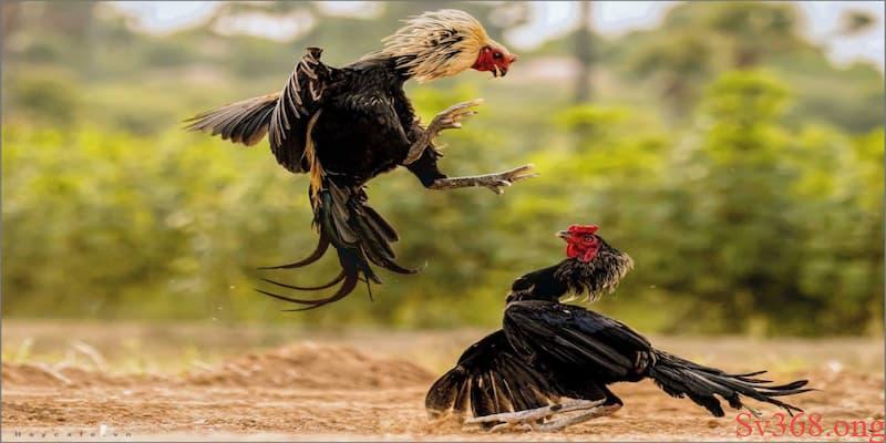 Luật đá gà miền Nam