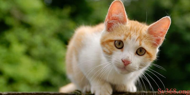 Nằm mơ xuất hiện nhiều mèo đánh con gì