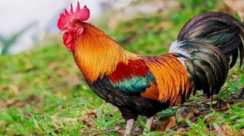 Phân Loại Các Màu Mạng Gà Đá Phổ Biến