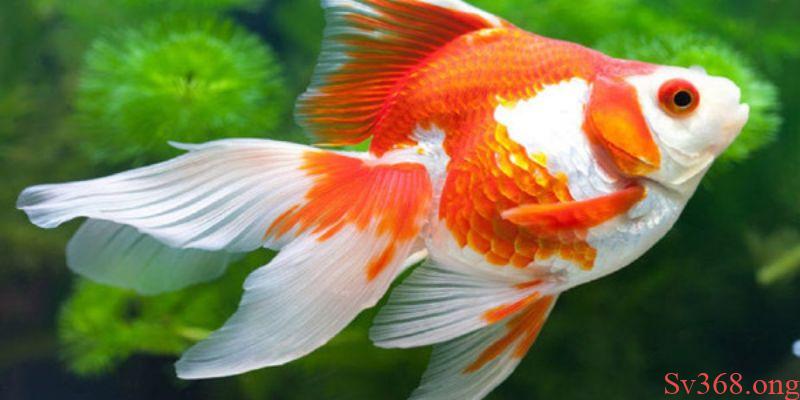 Mơ Thấy Cá Vàng - Cùng SV368 Giải Đáp Các Giấc Chiêm Bao 9 Ý nghĩa của con cá vàng trong đời sống