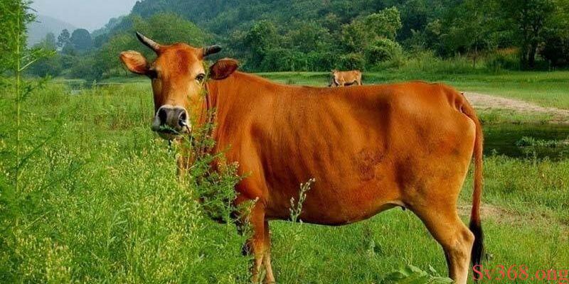 Mơ Thấy Con Bò - Luận Giải Về Điềm Báo May Rủi Với SV368 6 Hình ảnh của con bò trong văn hóa và tâm linh